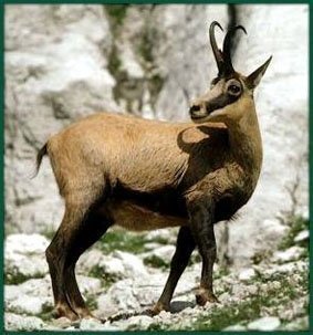 Como limpiar gamuza o ante